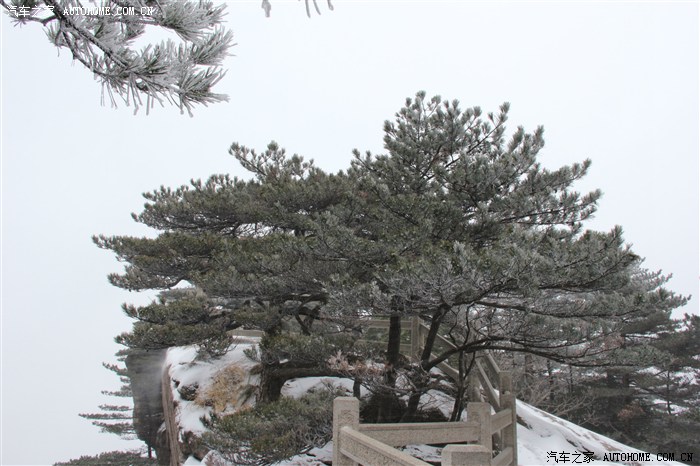 旁门左道谁能及，雪中应学山上松打一准确生肖警惕虚假宣传、全面解答与解释、全面解答解释落实