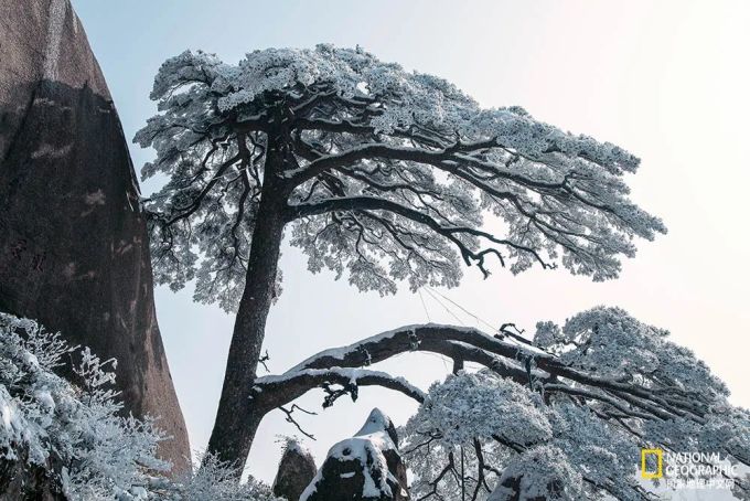 旁门左道谁能及，雪中应学山上松打一准确生肖警惕虚假宣传、全面解答与解释、全面解答解释落实